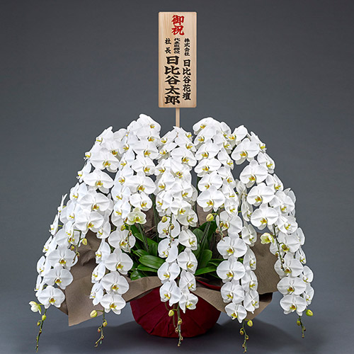 10本立ち胡蝶蘭(白) 120輪以上(つぼみ含む)【大阪市内エリア限定】