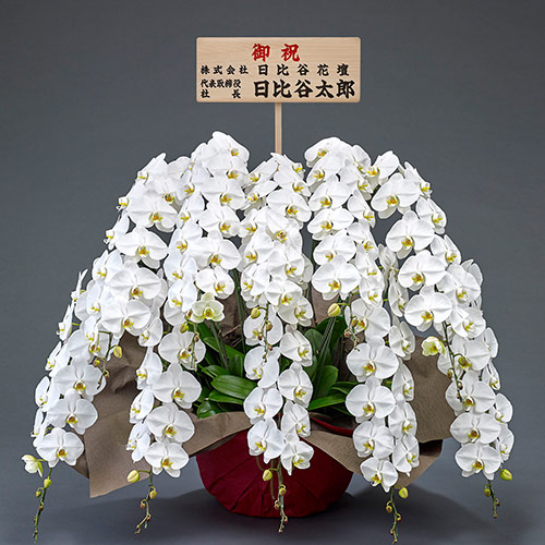 10本立ち胡蝶蘭(白) 120輪以上(つぼみ含む)【大阪市内エリア限定】