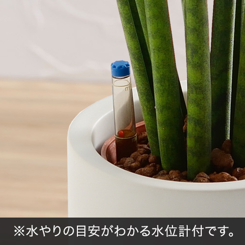お手入れかんたん観葉植物「サンスベリア・フツーラ（スクエアホワイト）」