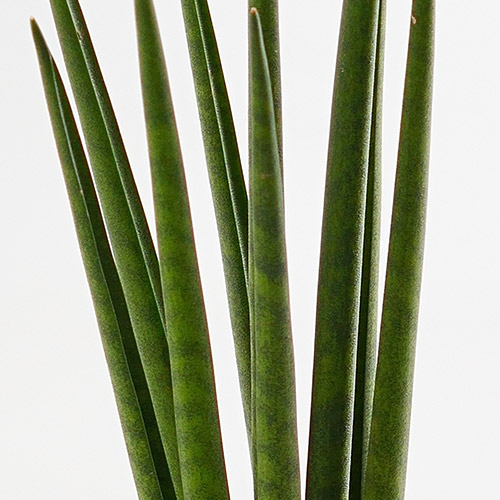 お手入れかんたん観葉植物「サンスベリア・バキュラリス(シリンダーホワイト)」