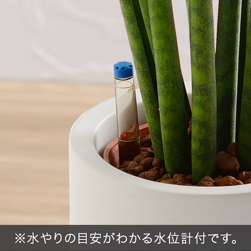お手入れかんたん観葉植物「サンスベリア・バキュラリス(シリンダーホワイト)」