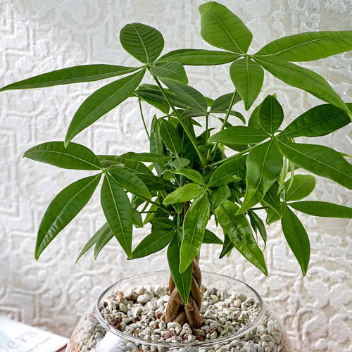環境にやさしいエコスギ観葉植物「編み込みパキラ」
