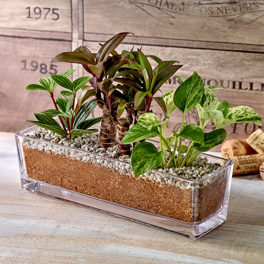 環境にやさしいエコスギ観葉植物「ポトス・コルジリネ・ペペロミア寄せ植え」