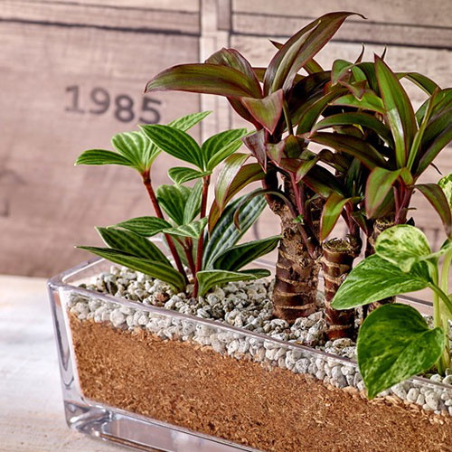 環境にやさしいエコスギ観葉植物「ポトス・コルジリネ・ペペロミア寄せ植え」