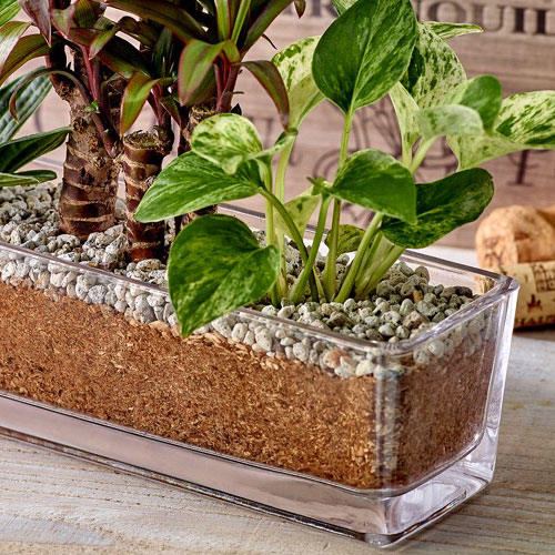 環境にやさしいエコスギ観葉植物「ポトス・コルジリネ・ペペロミア寄せ植え」
