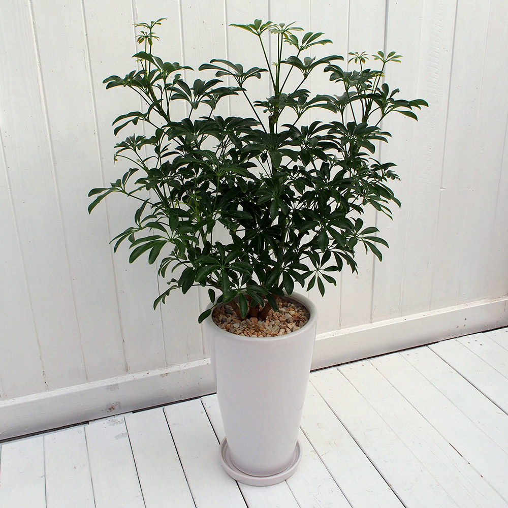 観葉植物「カポックコンパクタ・ホワイトポット」