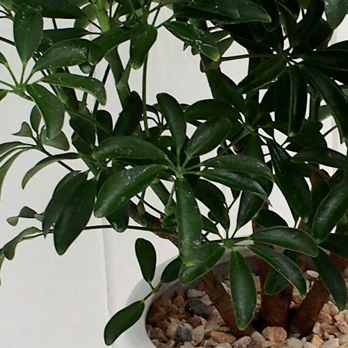 観葉植物「カポックコンパクタ・ホワイトポット」