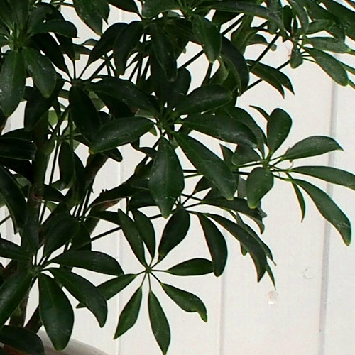 観葉植物「カポックコンパクタ・ホワイトポット」