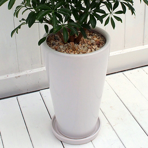 観葉植物「カポックコンパクタ・ホワイトポット」