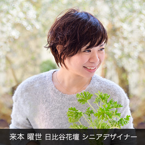 胡蝶蘭「日比谷花壇デザイナーズ化粧蘭（KIKU）」