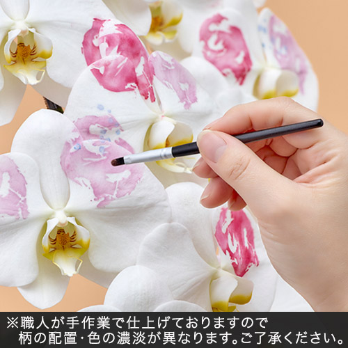 胡蝶蘭「日比谷花壇デザイナーズ化粧蘭（KIKU）」
