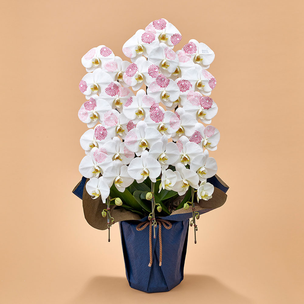 胡蝶蘭「日比谷花壇デザイナーズ化粧蘭（KIKU）」