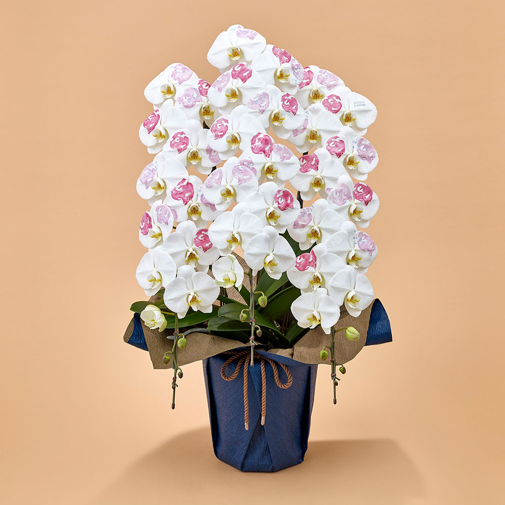 胡蝶蘭「日比谷花壇デザイナーズ化粧蘭（BLOOM）」