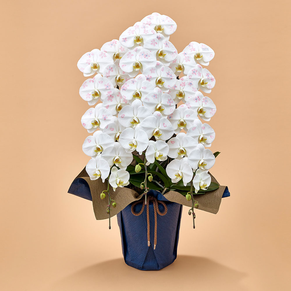 胡蝶蘭「日比谷花壇デザイナーズ化粧蘭（SAKURA）」