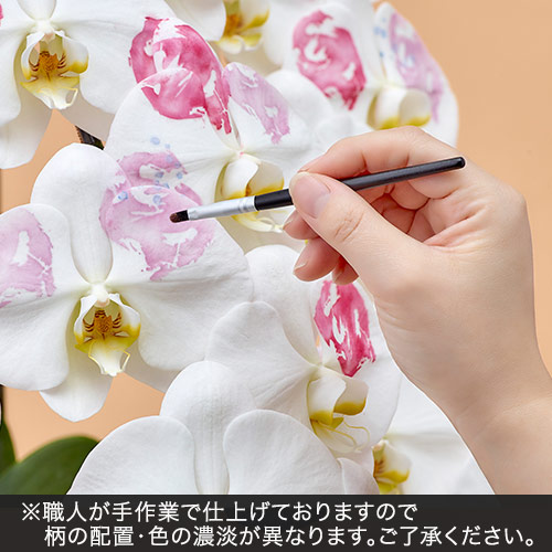 胡蝶蘭「日比谷花壇デザイナーズ化粧蘭（ＫＩＮ‐ＧＹＯ）」