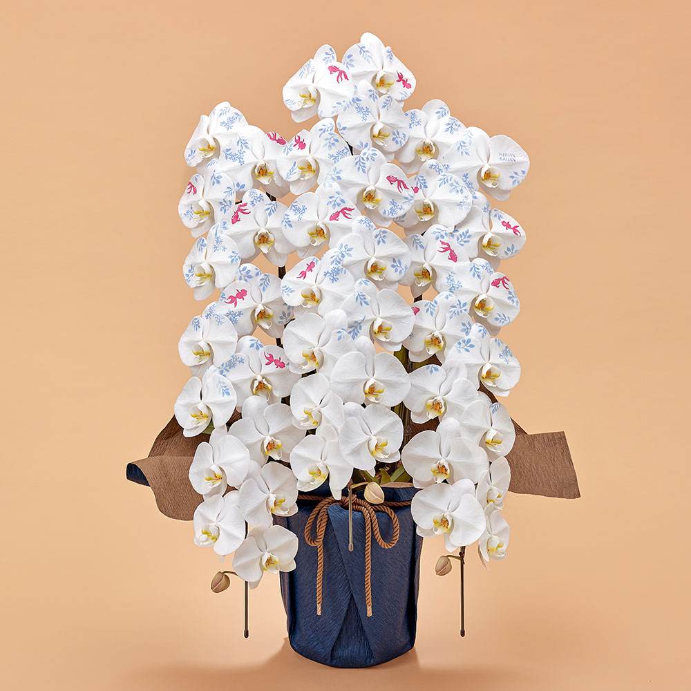 胡蝶蘭「日比谷花壇デザイナーズ化粧蘭（ＫＩＮ‐ＧＹＯ）」