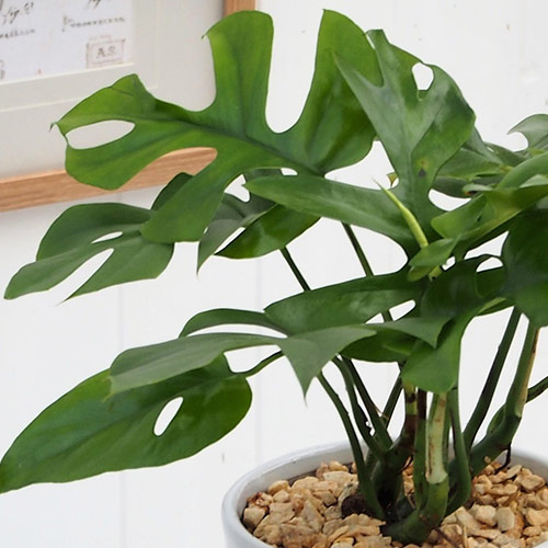観葉植物「ヒメモンステラ」ホワイトポット