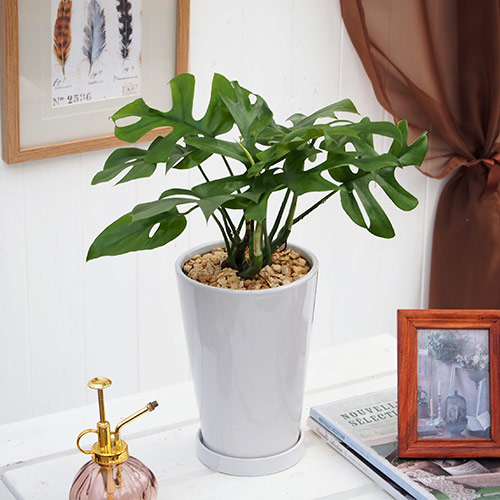観葉植物「ヒメモンステラ」ホワイトポット
