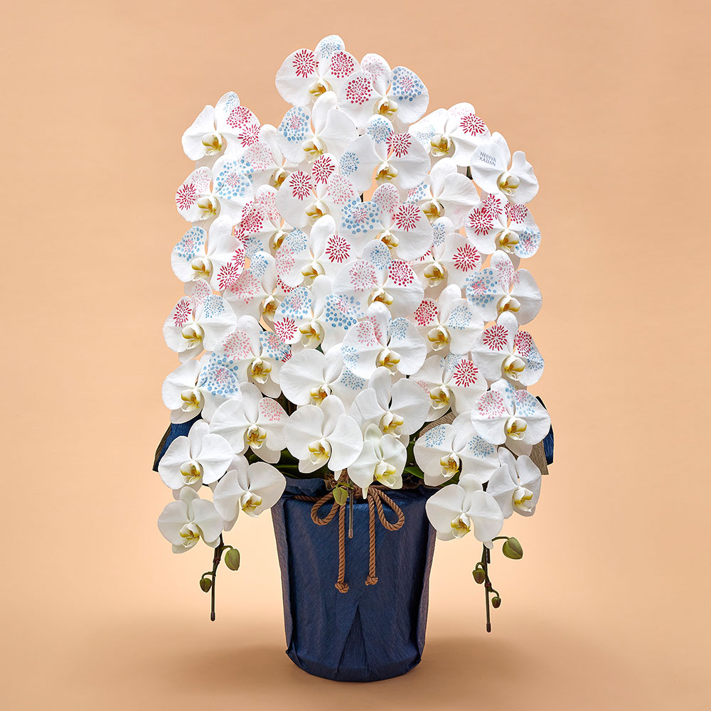 胡蝶蘭「日比谷花壇デザイナーズ化粧蘭（HANABI）」