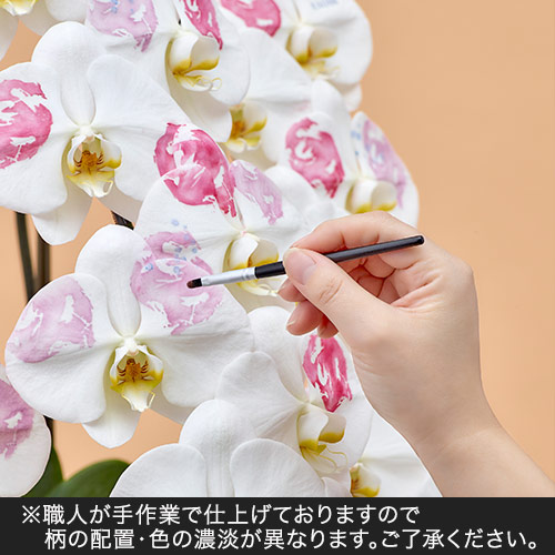 胡蝶蘭「日比谷花壇デザイナーズ化粧蘭（AKI）」