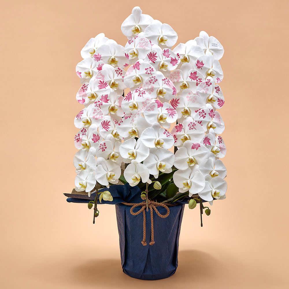 胡蝶蘭「日比谷花壇デザイナーズ化粧蘭（AKI）」