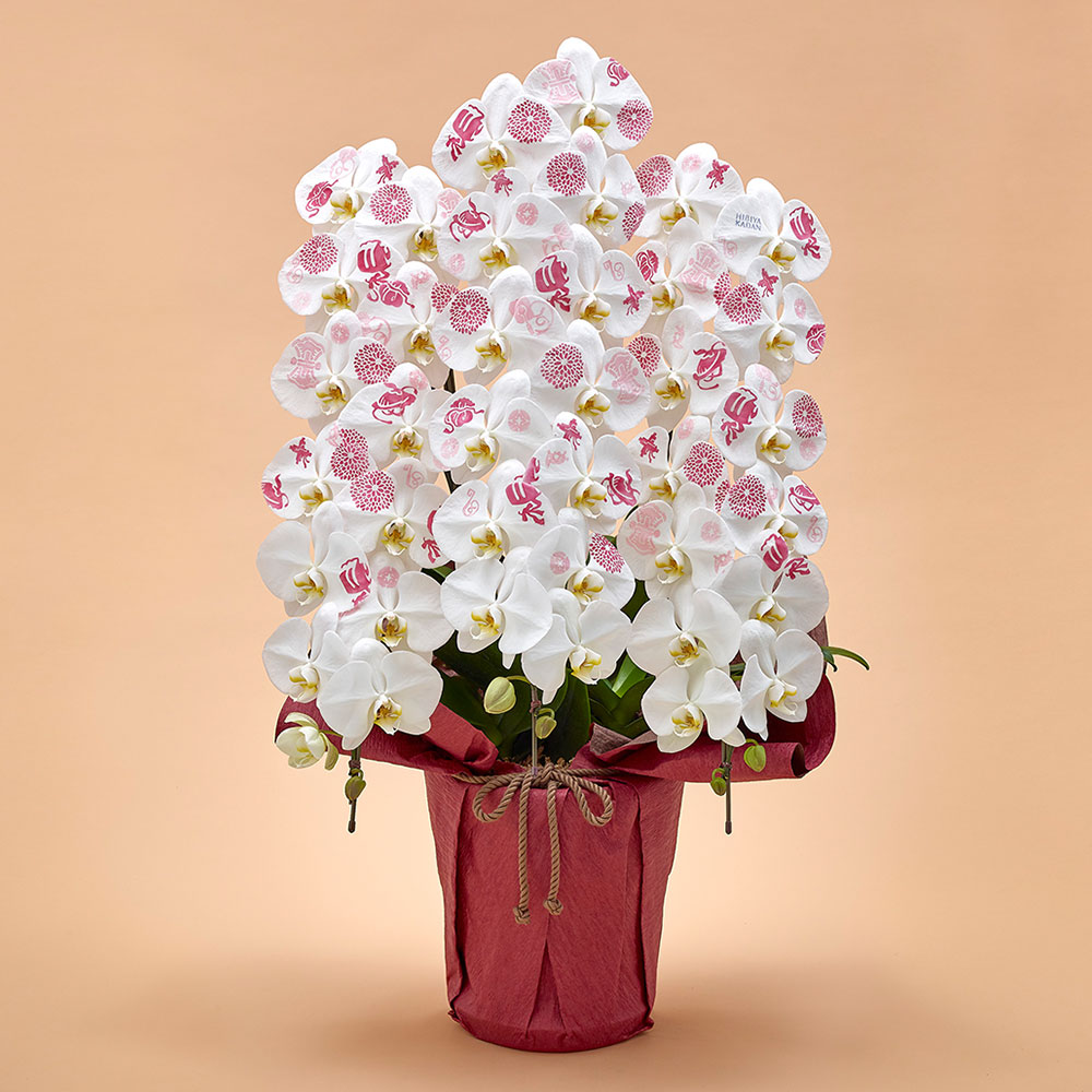 胡蝶蘭「日比谷花壇デザイナーズ化粧蘭（宝尽くし）」