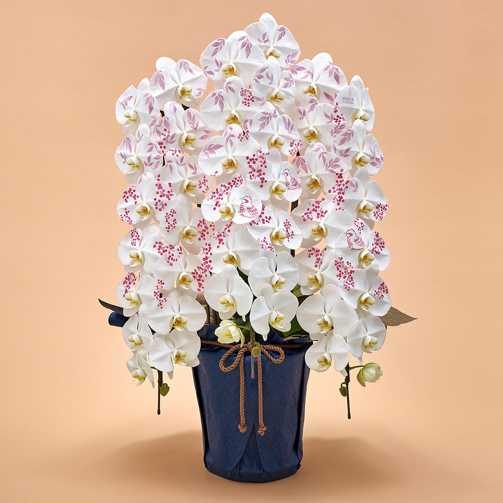 胡蝶蘭「日比谷花壇デザイナーズ化粧蘭（NANTEN）」