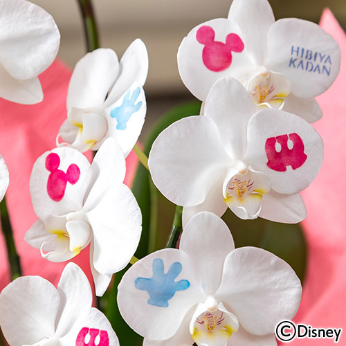 ディズニー ミディ胡蝶蘭「化粧蘭（Mickey）」