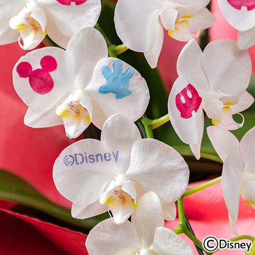 ディズニー ミディ胡蝶蘭「化粧蘭（Mickey）」