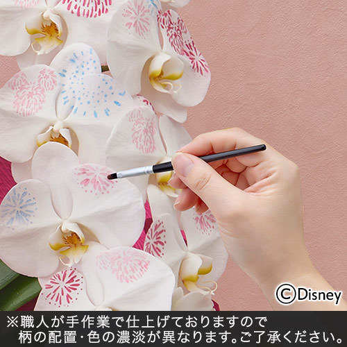 ディズニー ミディ胡蝶蘭「化粧蘭（Minnie）」