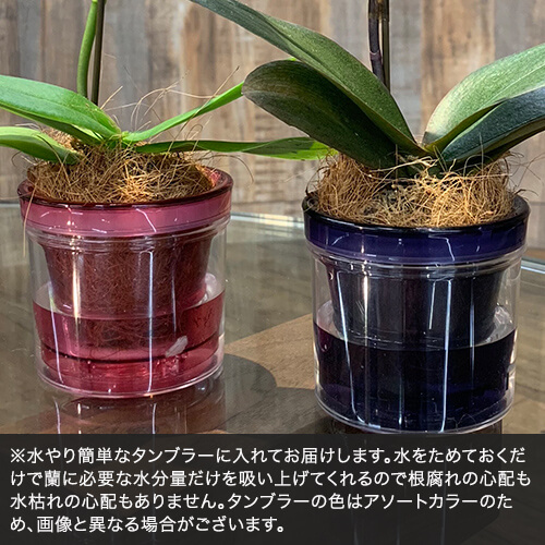 「お手入れかんたんミディ胡蝶蘭（ピンク・S）」
