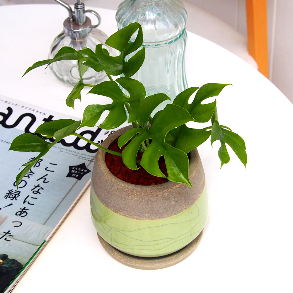 観葉植物 ヒメモンステラアンティークポット