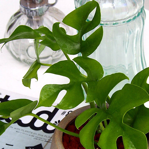 観葉植物 ヒメモンステラアンティークポット
