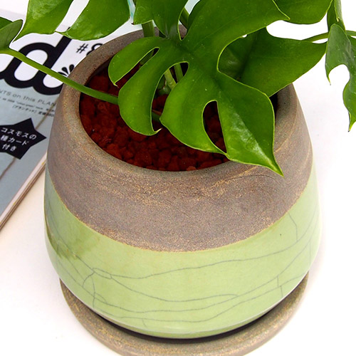 観葉植物 ヒメモンステラアンティークポット