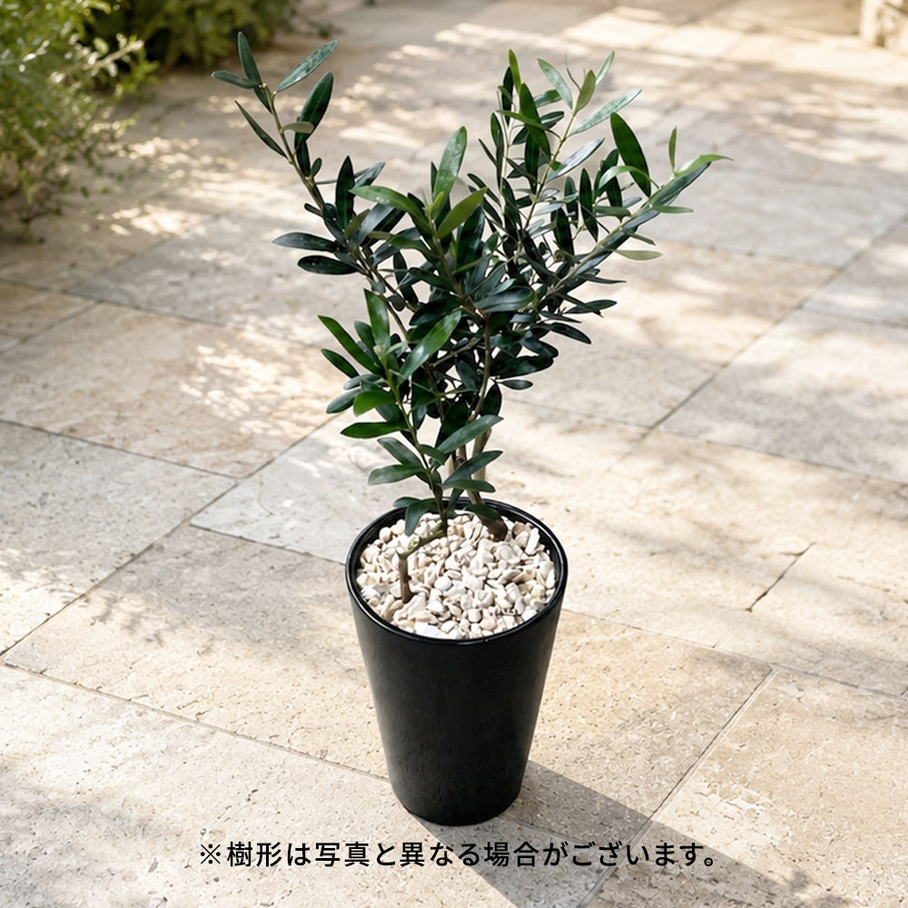 観賞樹「オリーブ2本植えモダンポット」
