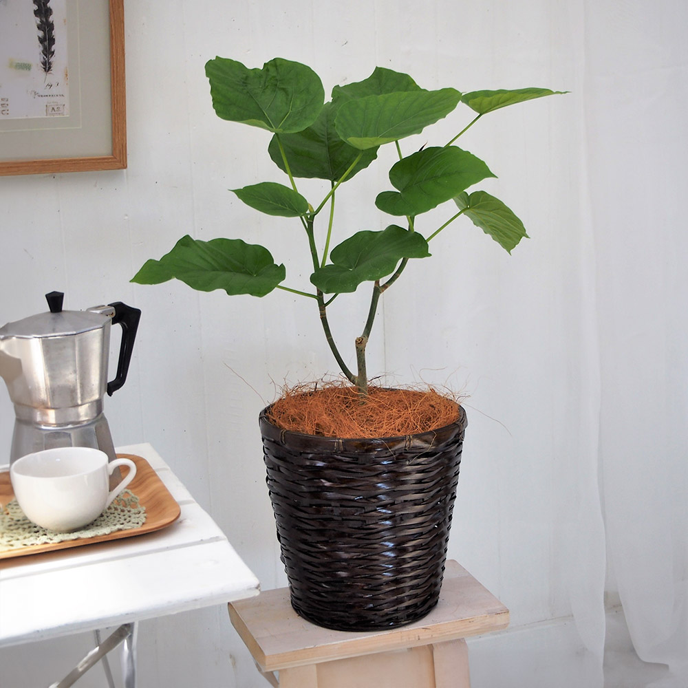 観葉植物「ウンベラータ6号バスケット」