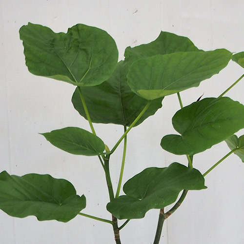 観葉植物「ウンベラータ6号バスケット」