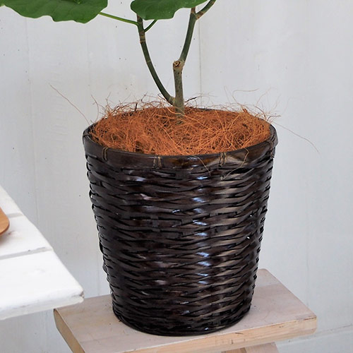 観葉植物「ウンベラータ6号バスケット」