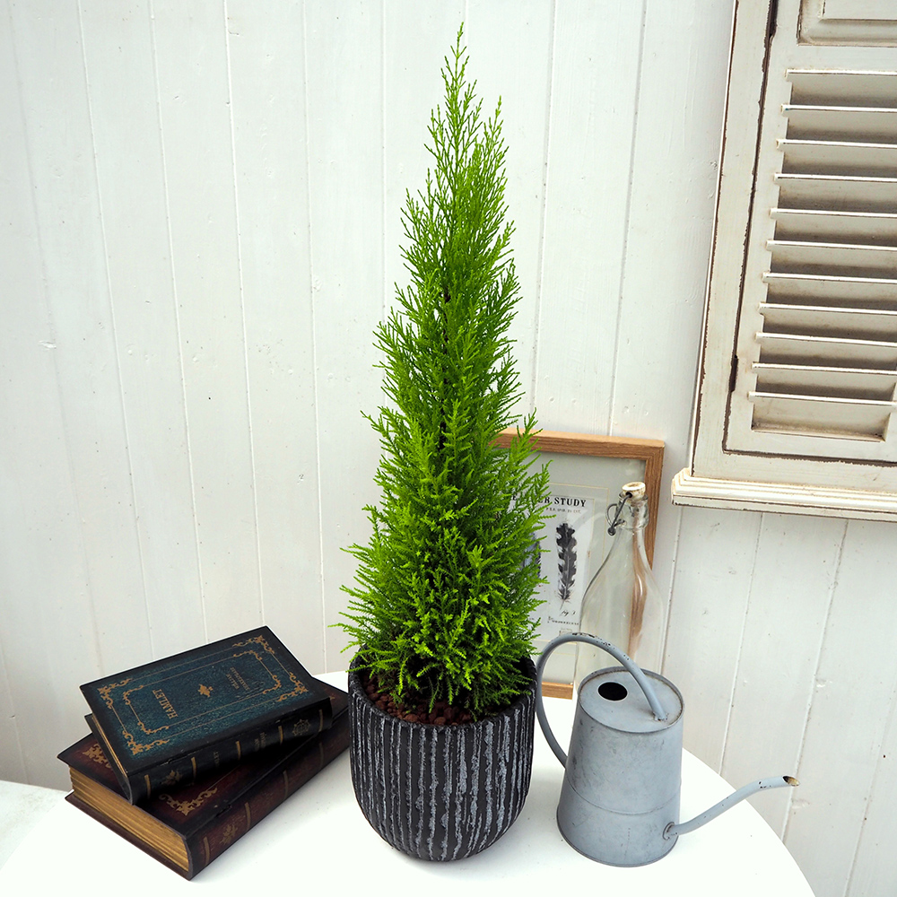 観葉植物 「ゴールドクレスト（アンティークポット）」