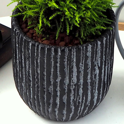 観葉植物 「ゴールドクレスト（アンティークポット）」