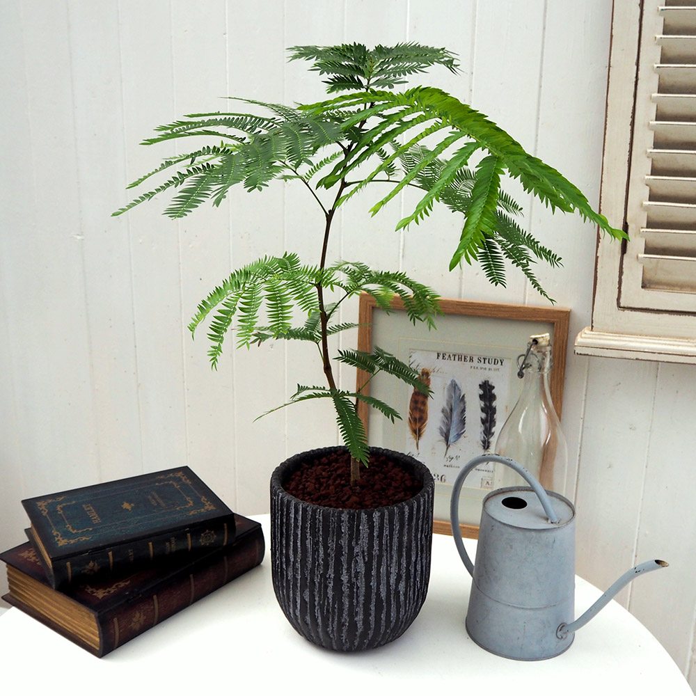 観葉植物「エバーフレッシュ（アンティークポット）」