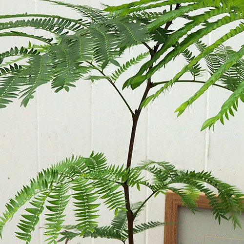 観葉植物「エバーフレッシュ（アンティークポット）」