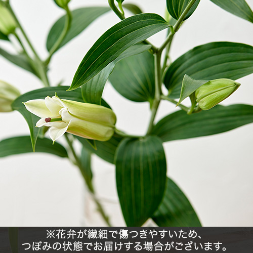 【お供え用】鳩居堂「お線香白鳩」とアレンジメントのセット