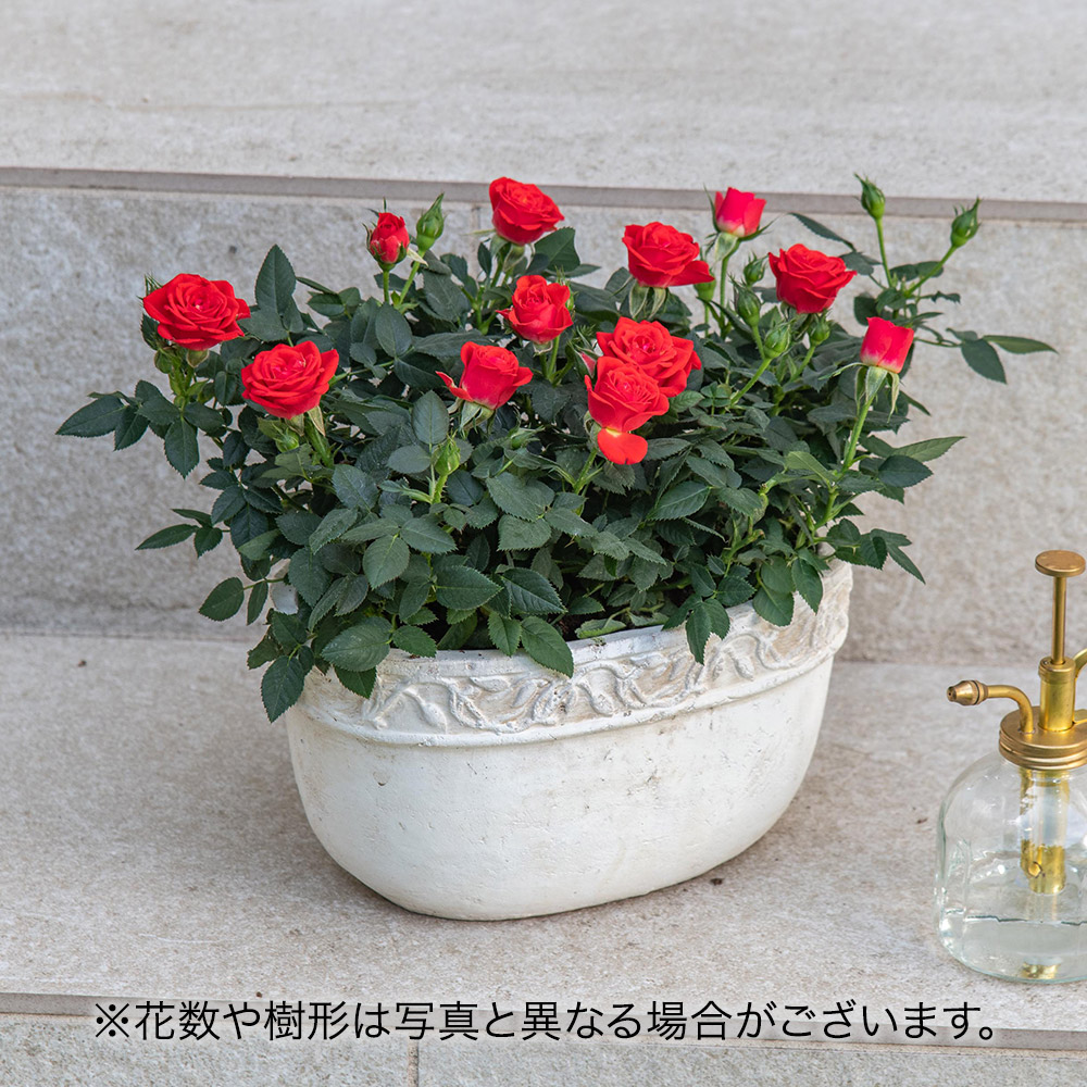 セントラルローズ「ミニバラ（レッド）テラコッタガーデン」