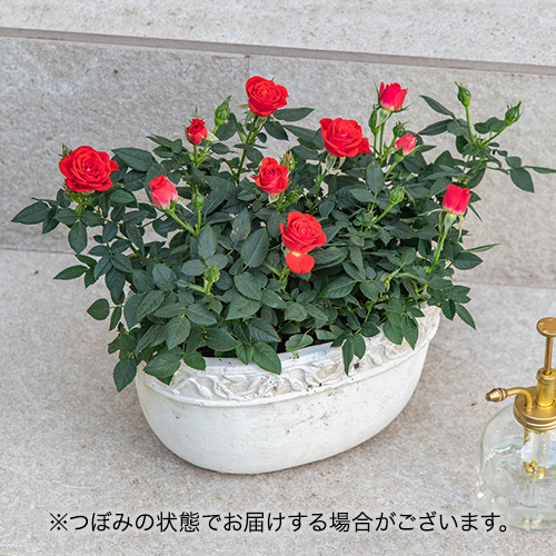 セントラルローズ「ミニバラ（レッド）テラコッタガーデン」