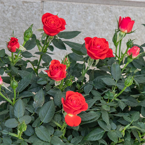 セントラルローズ「ミニバラ（レッド）テラコッタガーデン」