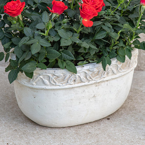 セントラルローズ「ミニバラ（レッド）テラコッタガーデン」