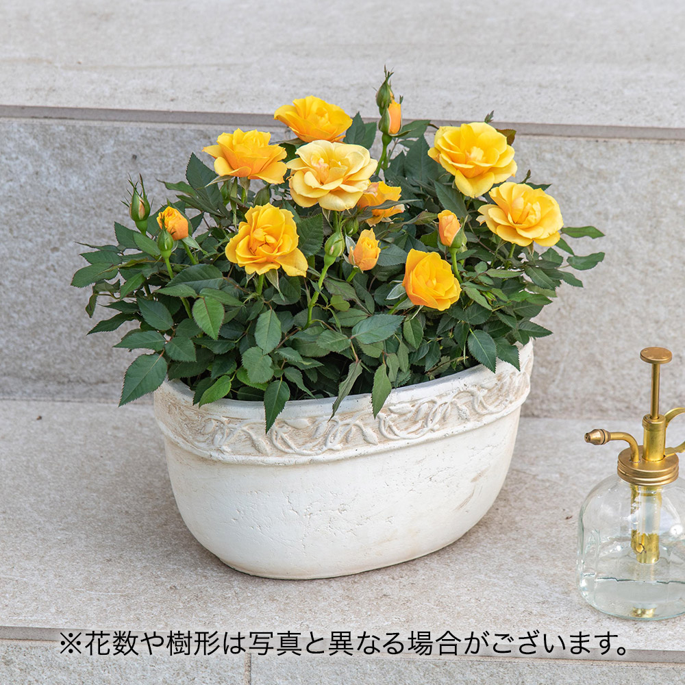 セントラルローズ「ミニバラ（イエロー）テラコッタガーデン」