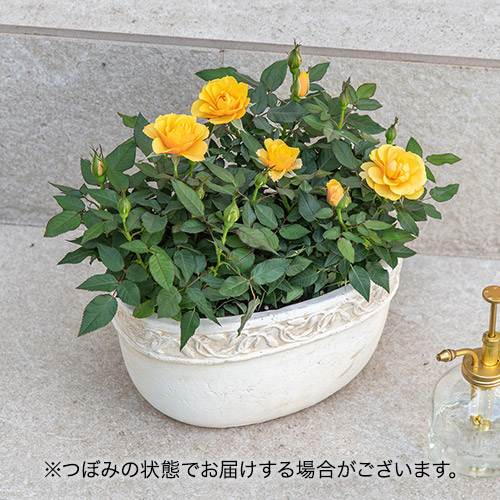 セントラルローズ「ミニバラ（イエロー）テラコッタガーデン」