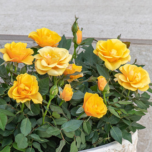 セントラルローズ「ミニバラ（イエロー）テラコッタガーデン」